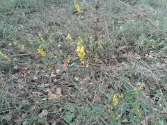 Melilotus suaveolens