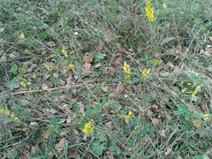 Melilotus suaveolens