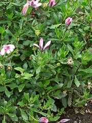 Dimorphotheca