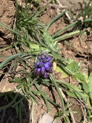 Muscari inconstrictum