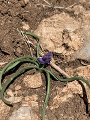 Muscari inconstrictum