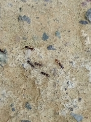 Forelius antarcticus