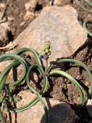 Muscari inconstrictum