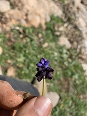 Muscari inconstrictum