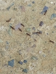 Forelius antarcticus