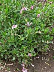 Dimorphotheca