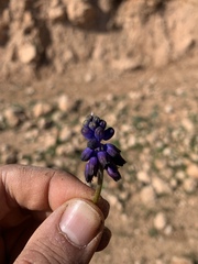 Muscari inconstrictum
