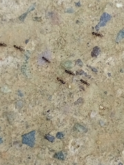 Forelius antarcticus