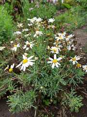 Argyranthemum frutescens
