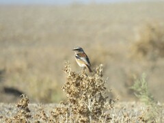 Phoenicurus erythronotus