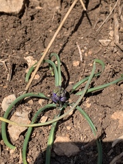 Muscari inconstrictum
