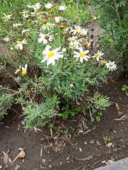 Argyranthemum frutescens