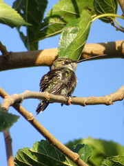 Heliomaster furcifer