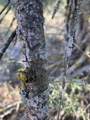 Pleurosticta acetabulum