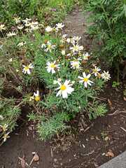 Argyranthemum frutescens