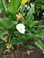 Zantedeschia