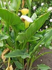 Zantedeschia