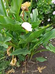 Zantedeschia