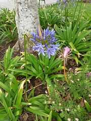 Agapanthus praecox