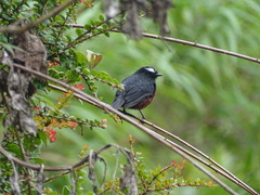 Ochthoeca cinnamomeiventris