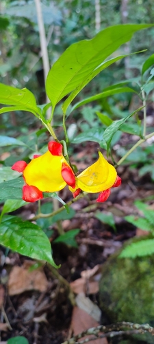 Tabernaemontana gamblei (Tabernaemontana gamblei)