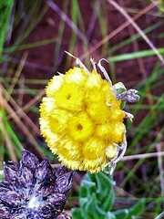 Helichrysum auriceps
