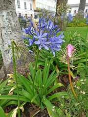 Agapanthus praecox