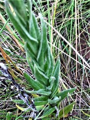 Helichrysum auriceps