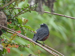 Ochthoeca cinnamomeiventris