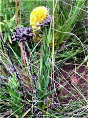 Helichrysum auriceps