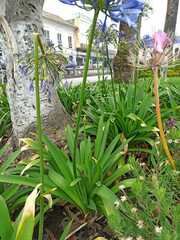 Agapanthus praecox