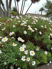 Argyranthemum frutescens