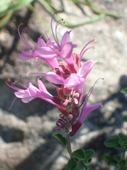 Syncolostemon rotundifolius