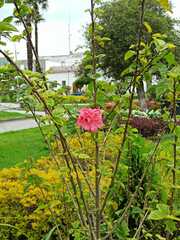 Hibiscus rosa-sinensis