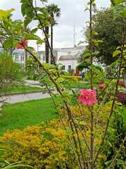 Hibiscus rosa-sinensis