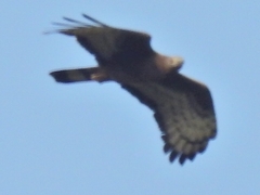 Pernis ptilorhynchus