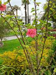 Hibiscus rosa-sinensis