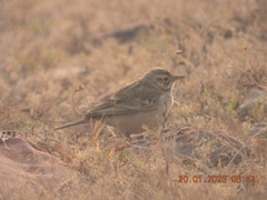 Anthus rufulus