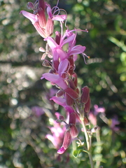 Syncolostemon rotundifolius
