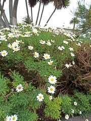 Argyranthemum frutescens