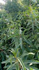 Sapium haematospermum