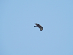 Pernis ptilorhynchus