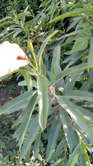Sapium haematospermum