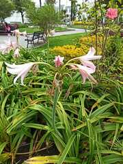 Crinum moorei