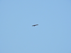 Pernis ptilorhynchus