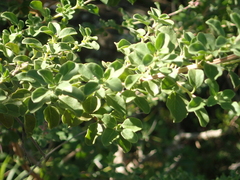 Syncolostemon rotundifolius
