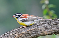 Emberiza flaviventris
