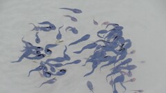 Clinotarsus curtipes