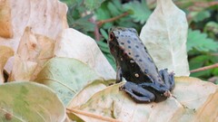 Clinotarsus curtipes