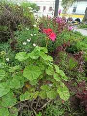 Pelargonium × hybridum